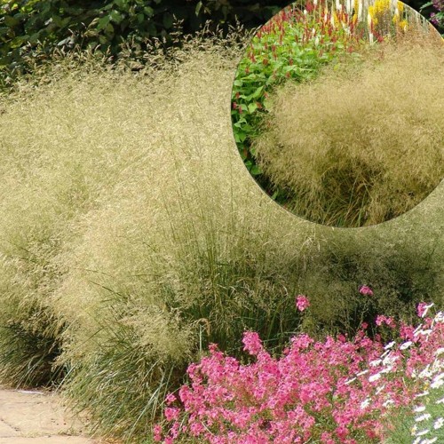 Deschampsia cespitosa 'Goldtau' - Luht-kastevars 'Goldtau' P9/0,55L  